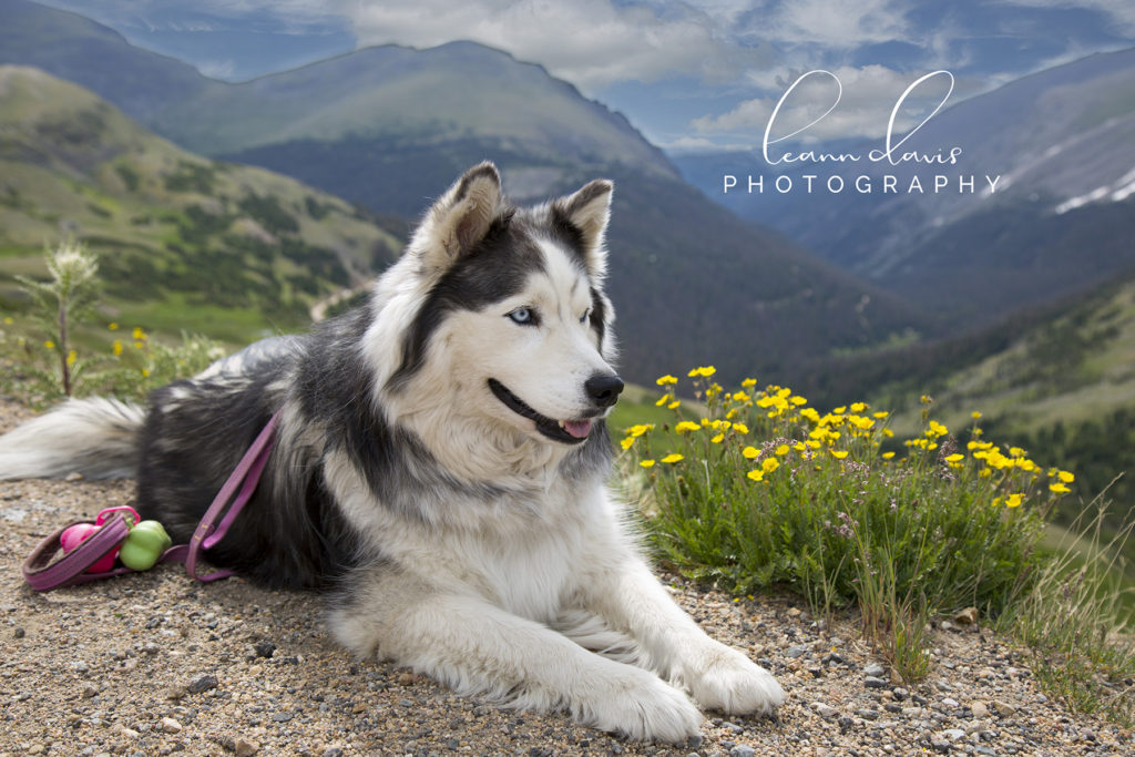 Pet Photographer in Nebraska