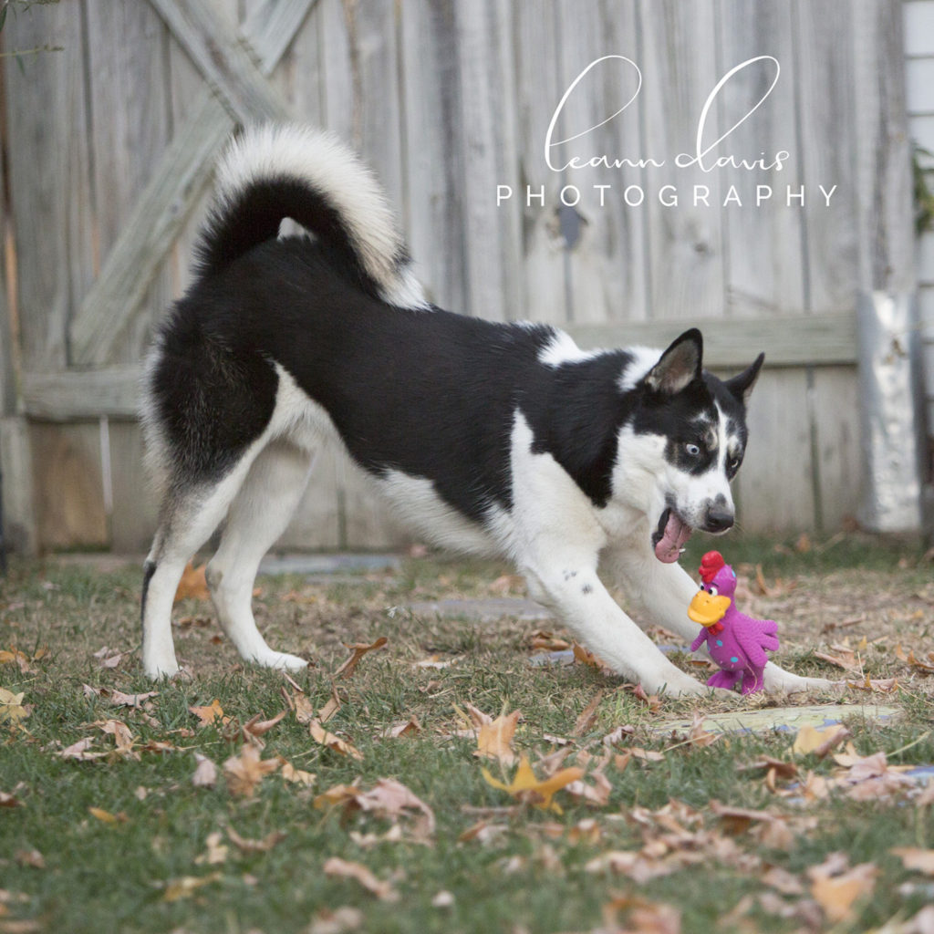 Pet Photographer in Nebraska