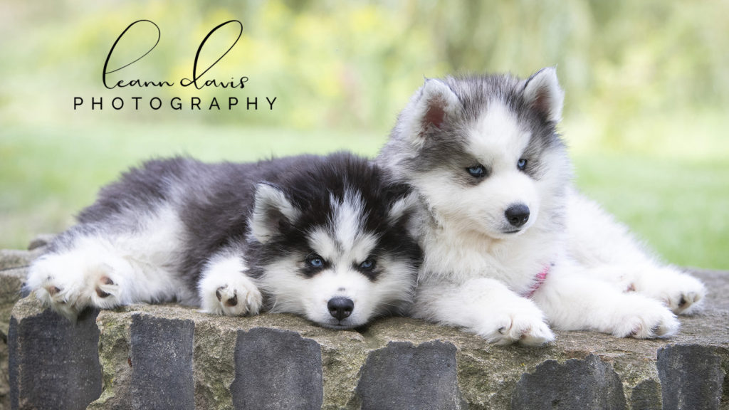 Pet Photographer in Nebraska