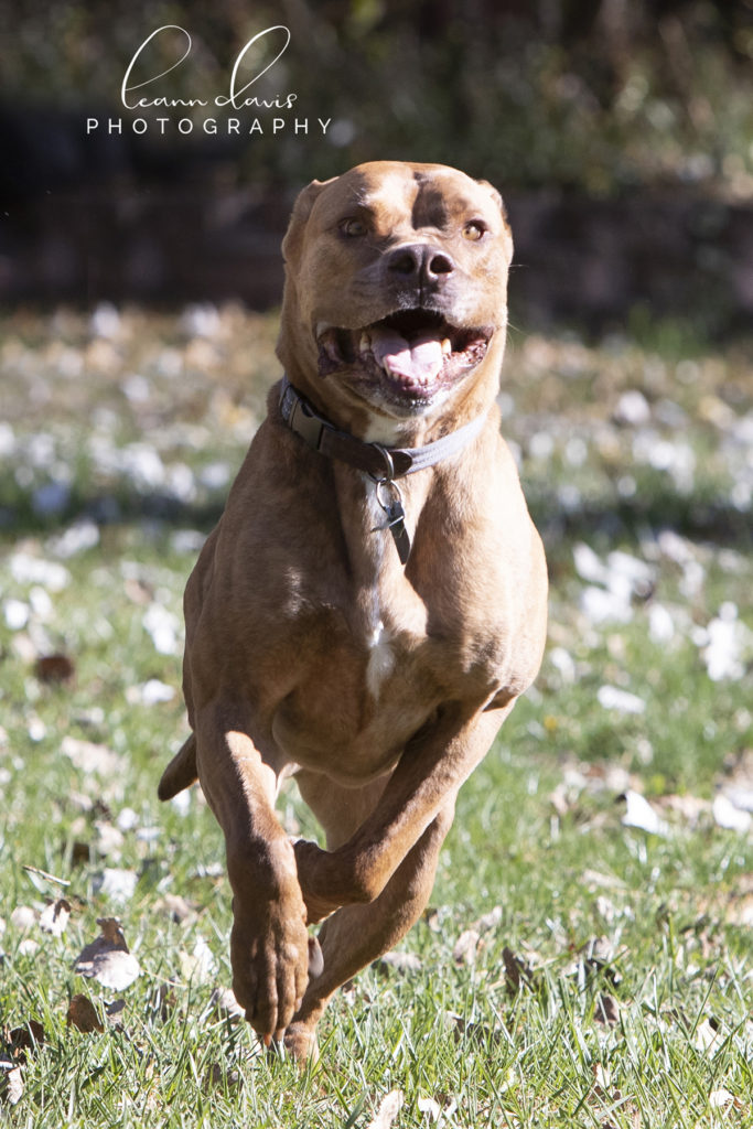 Pet Photographer in Nebraska