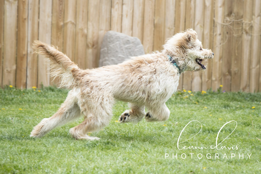 Pet Photographer in Nebraska