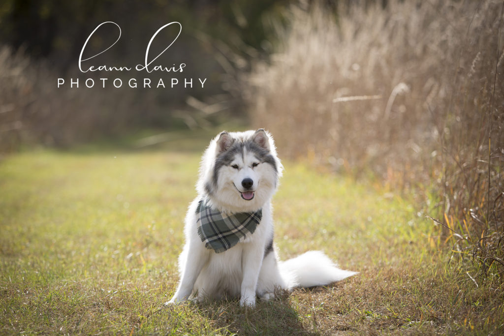 Pet Photographer in Nebraska