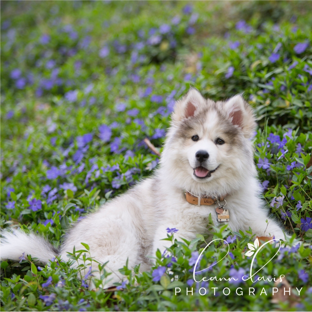 Pet Photographer in Nebraska