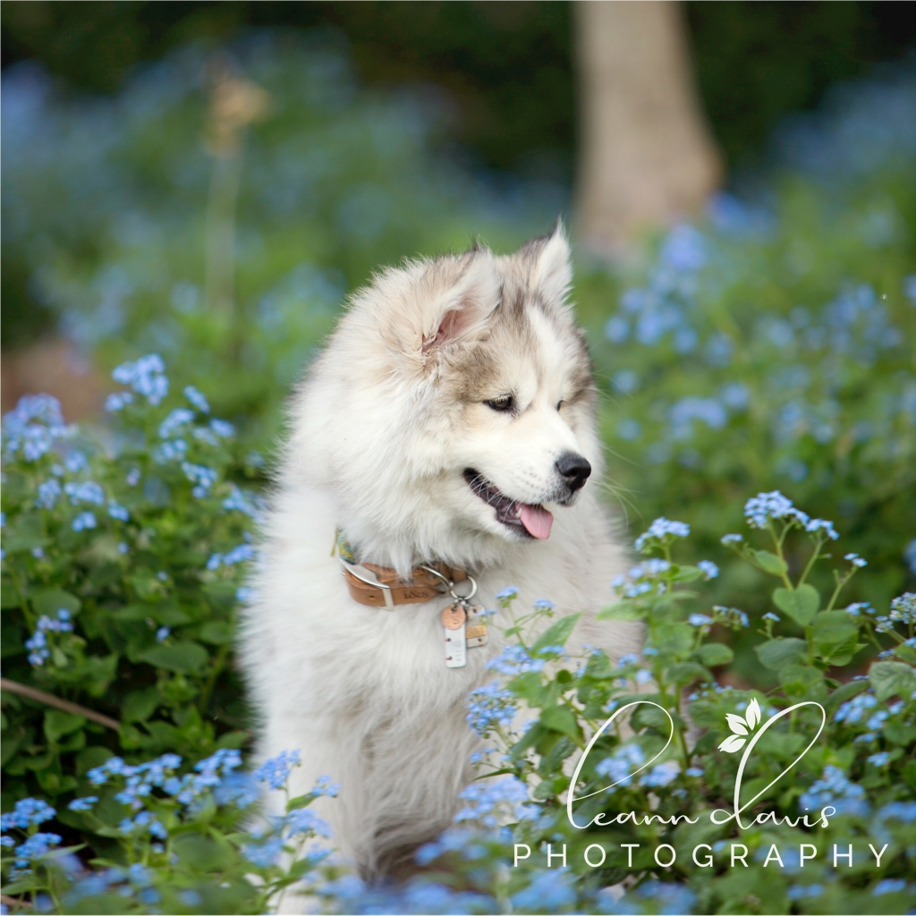 Pet Photographer in Nebraska