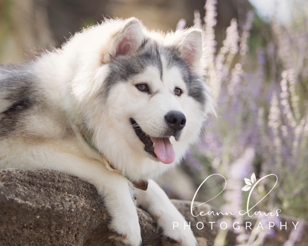 Pet Photographer in Nebraska