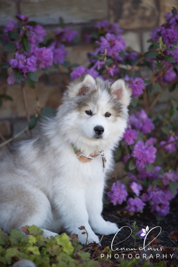 Pet Photographer in Nebraska