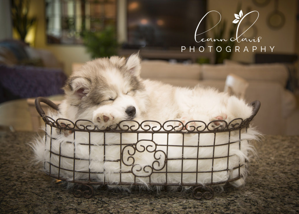 Pet Photographer near me