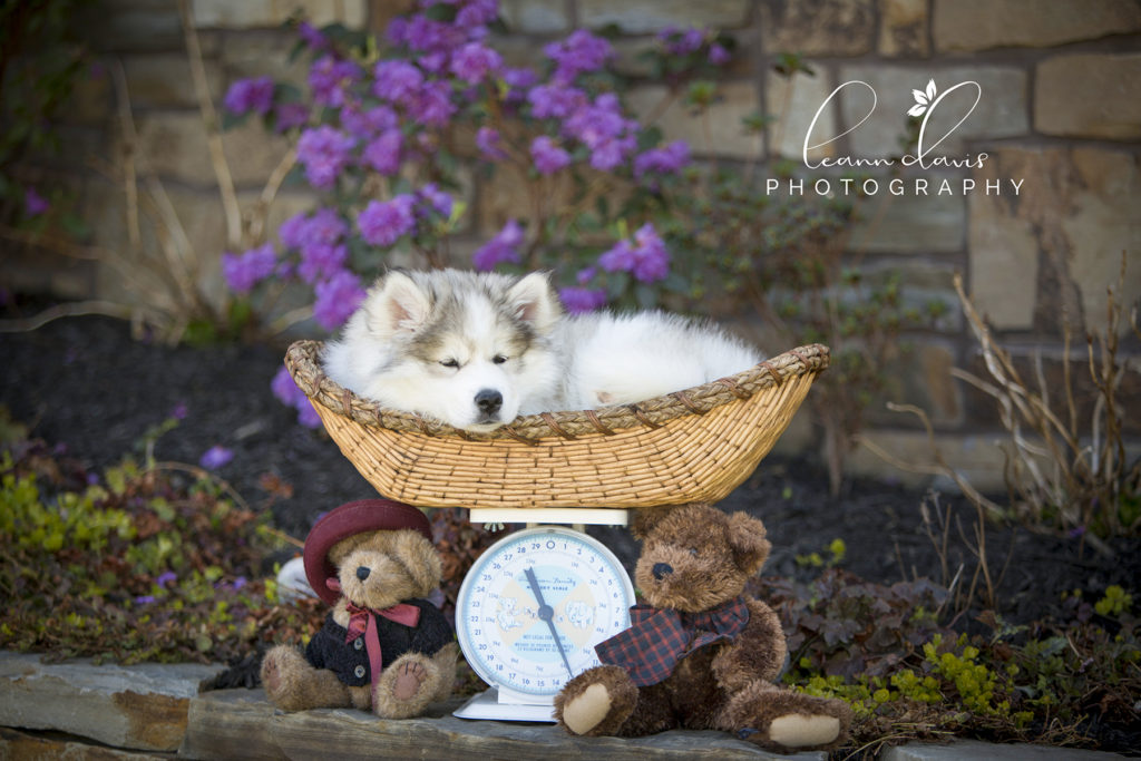 Pet Photographer near me