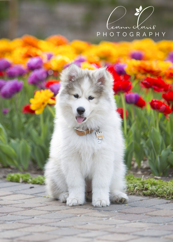 Pet Photographer near me