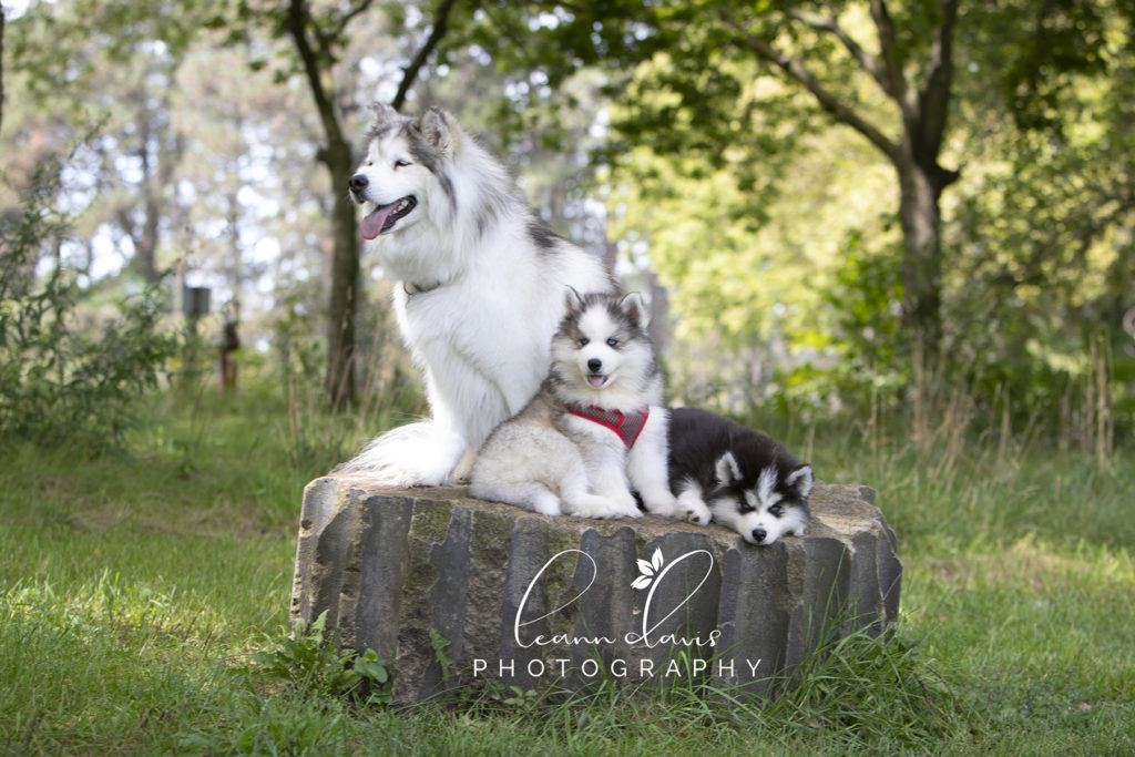 Pet Photographer near me in Lincoln Ne