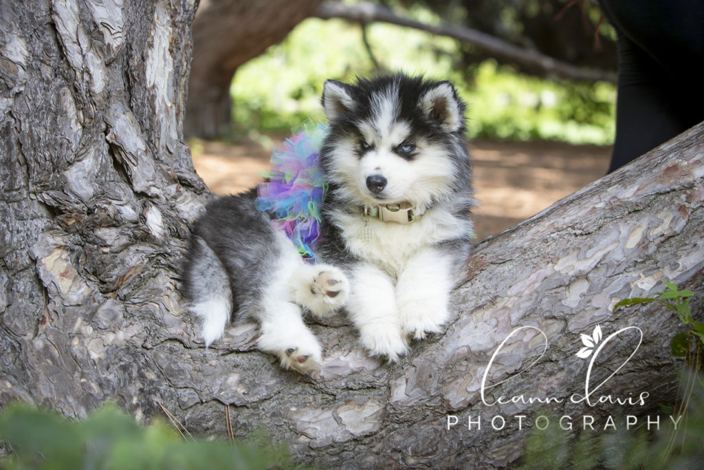 Pet Photographer near me