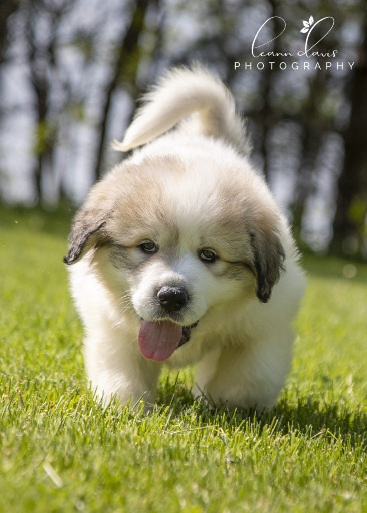 Pet Photographer near me