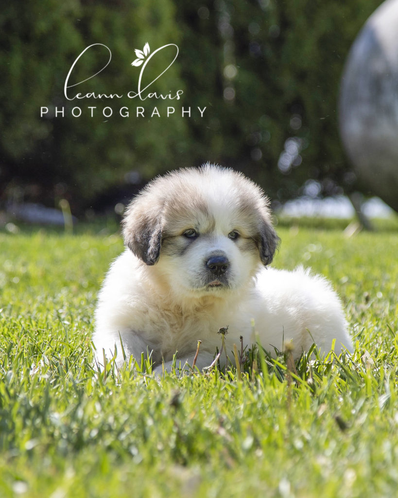 Pet Photographer near me