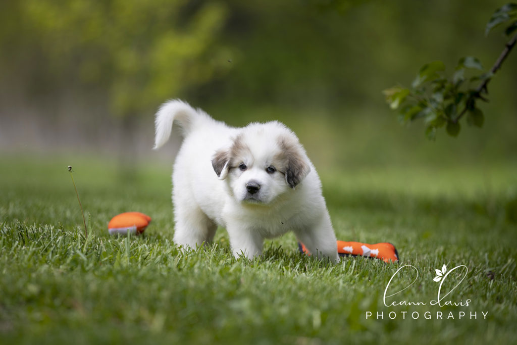Pet Photographer near me