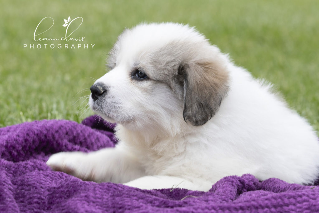 Pet Photographer near me