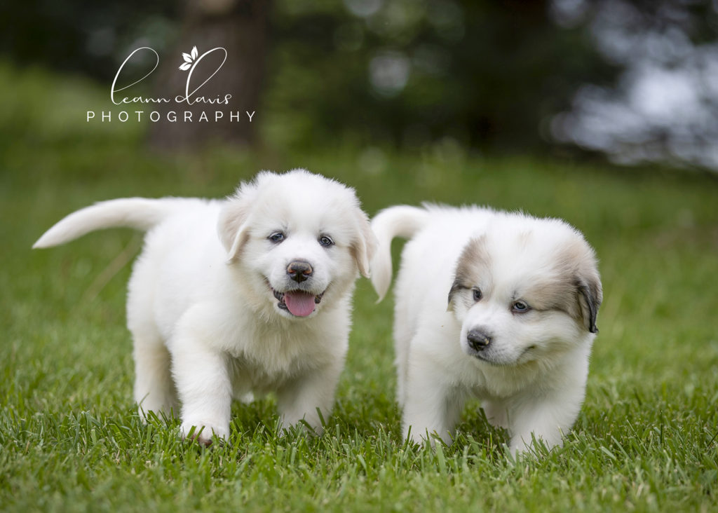 Pet Photographer near me