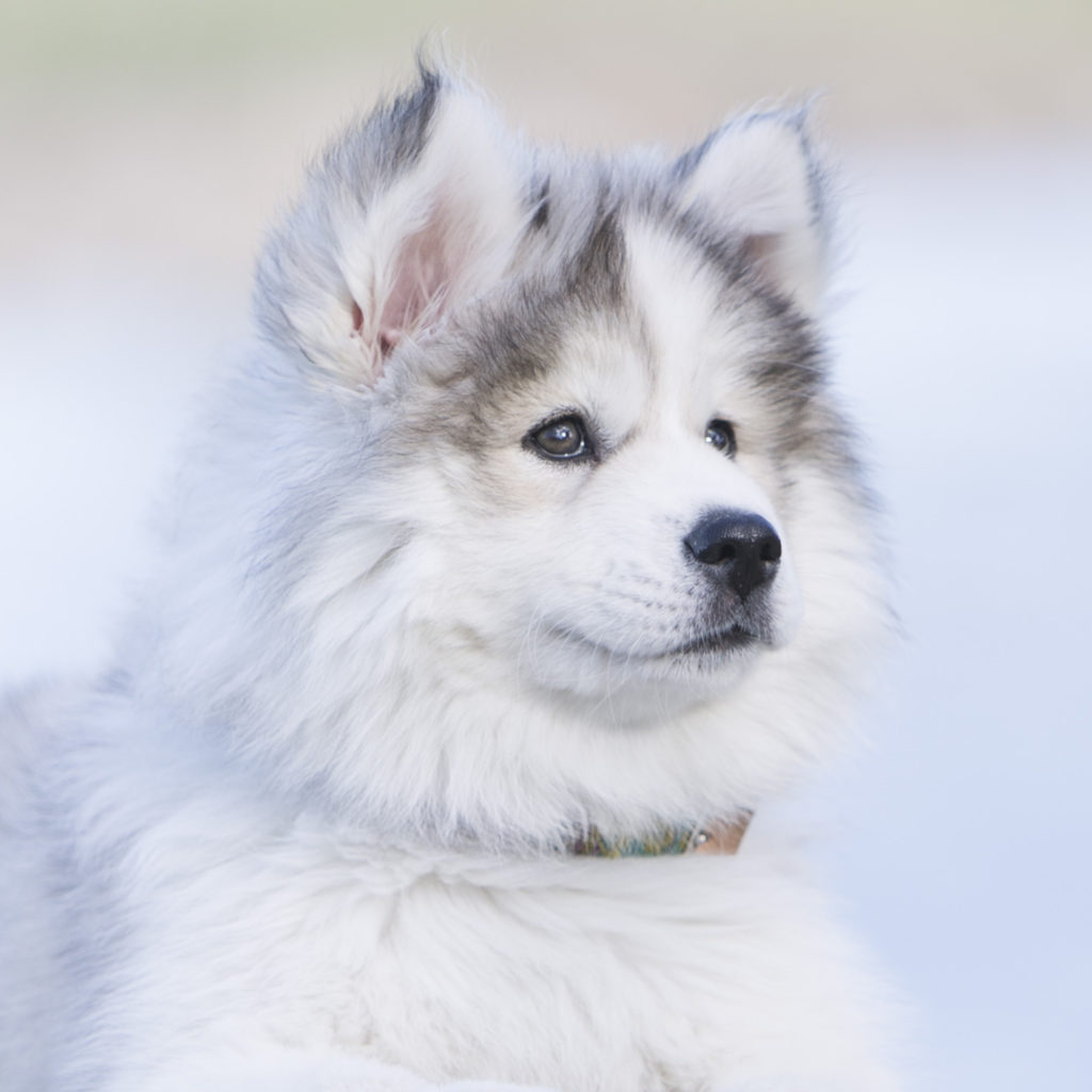 Pet Photographer near me